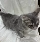 サイベリアン【鹿児島県・男の子・2024年4月1日・ブルータビー】の写真3