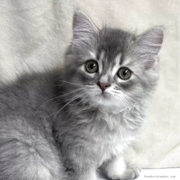 ID:2504-02657の子猫