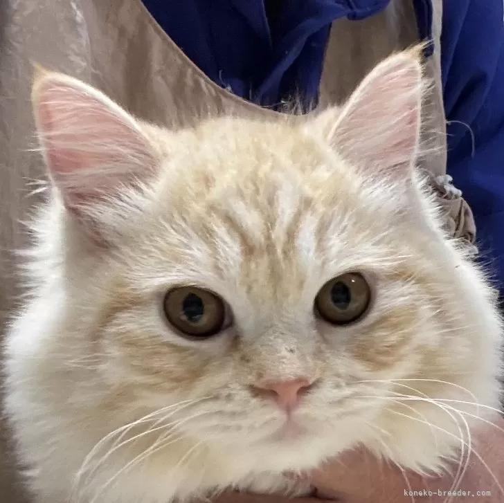 ID:2501-01093の子猫