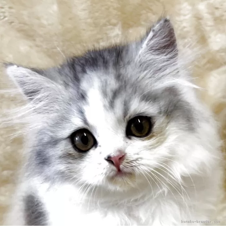 ID：2506-03000の子猫
