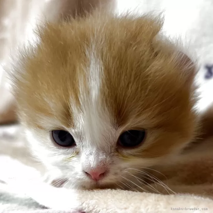 ID：2605-00373の子猫