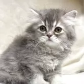 サイベリアン【鹿児島県・女の子・2025年2月9日・ブルータビー】の写真1