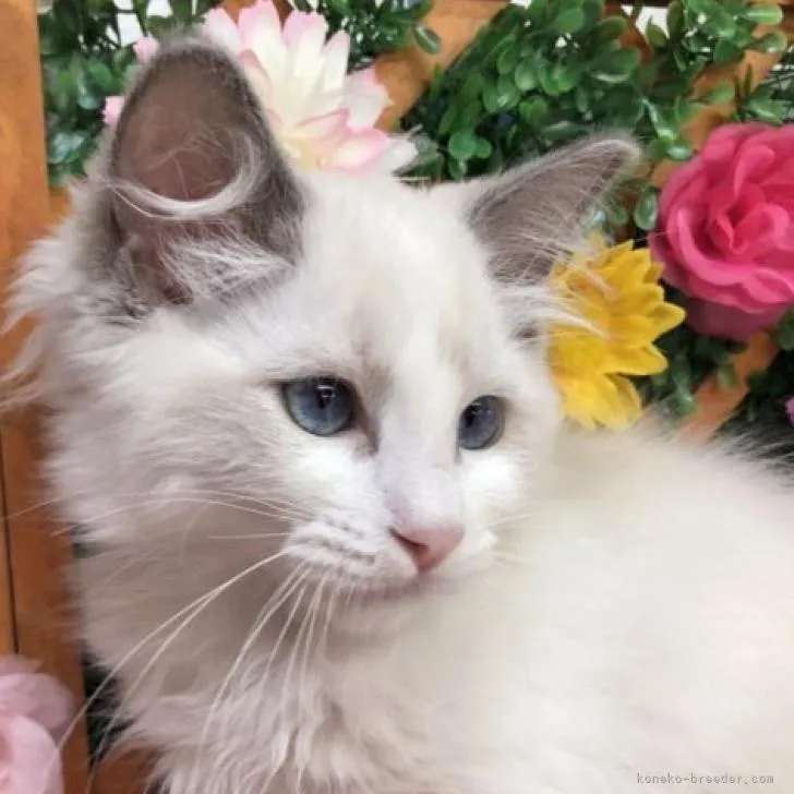 ID：2207-01492の子猫