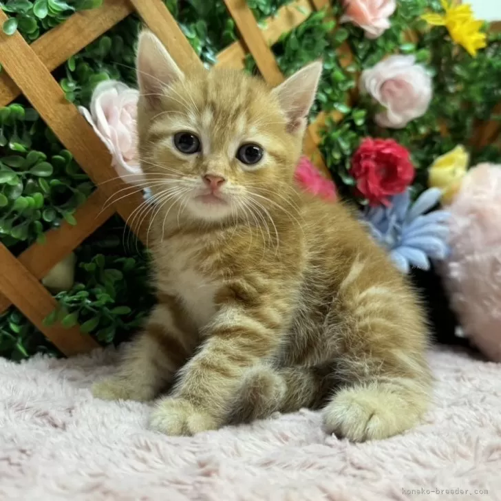 ID：2406-03362の子猫