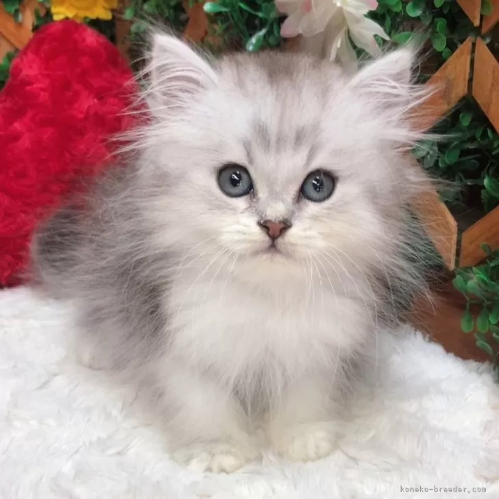 ID：2409-00611の子猫