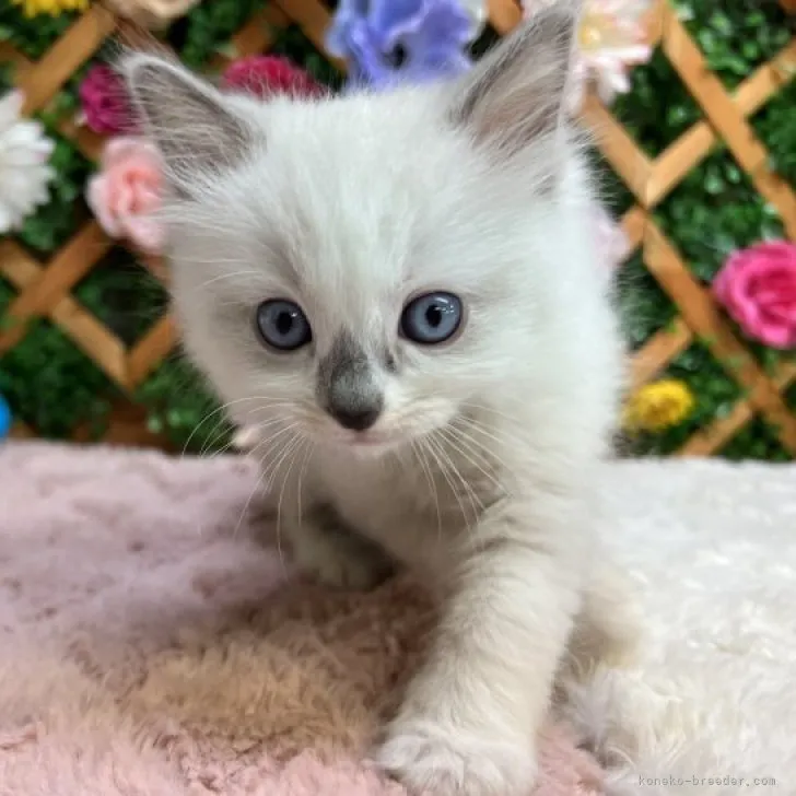 ID:2303-03089の子猫