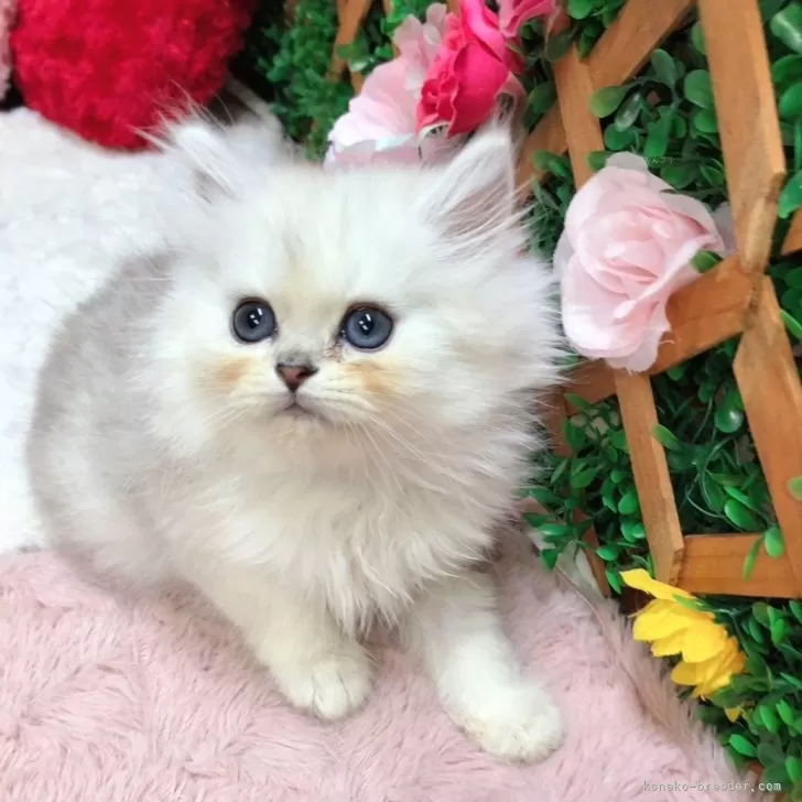 ID:2401-02318の子猫