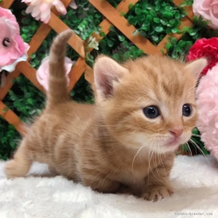 ID:2310-00326の子猫