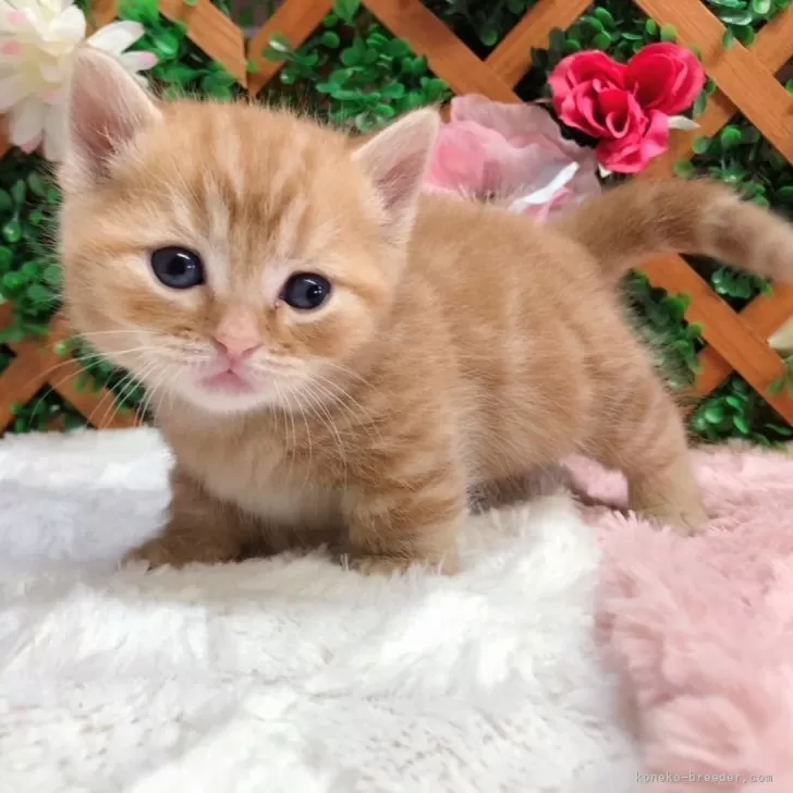 ID：2402-01461の子猫
