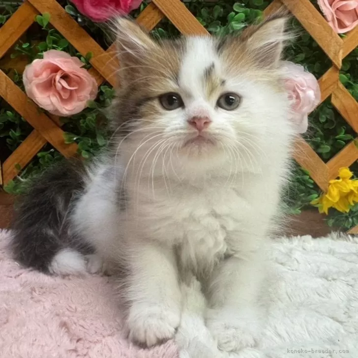 ID：2409-02326の子猫