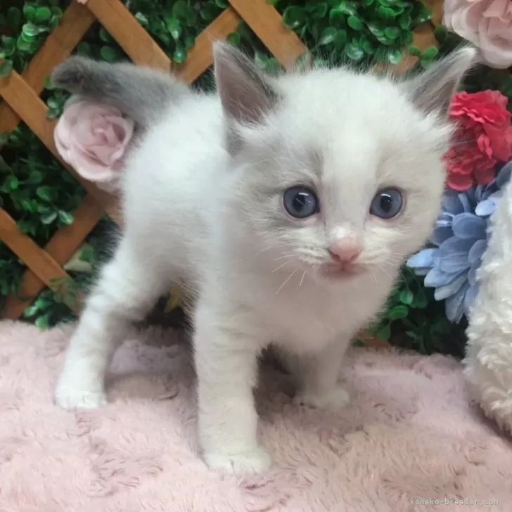 ID：2407-02678の子猫