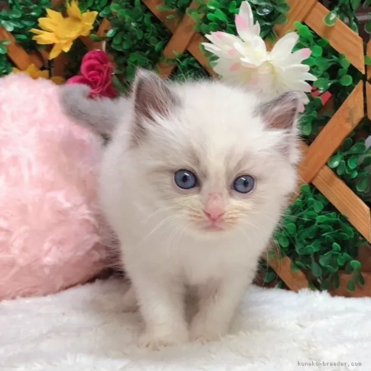 ID：2401-00072の子猫