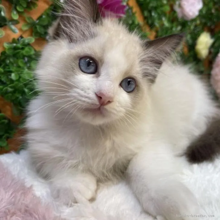 ID:2207-02947の子猫