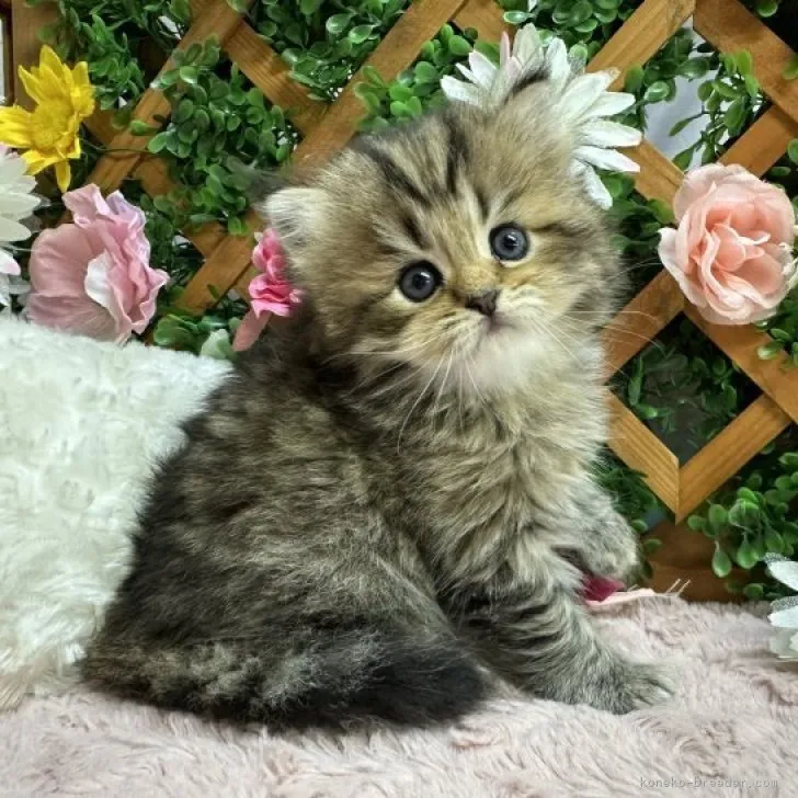 あやのん 様のお迎えした子猫