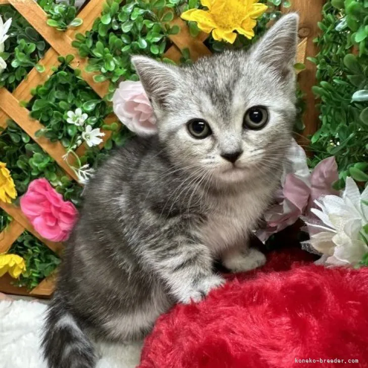 ID:2308-02239の子猫