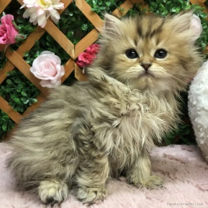 ID：2304-01290の子猫