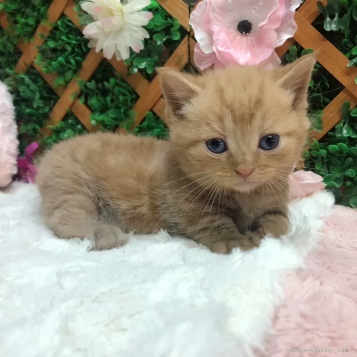 ID：2408-01201の子猫