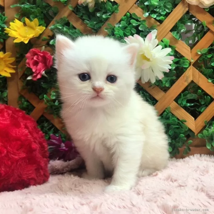ID:2407-01058の子猫