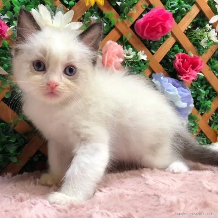 ID:2307-02532の子猫