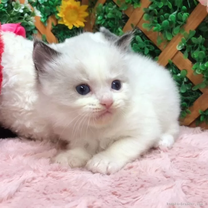 ID:2403-01134の子猫