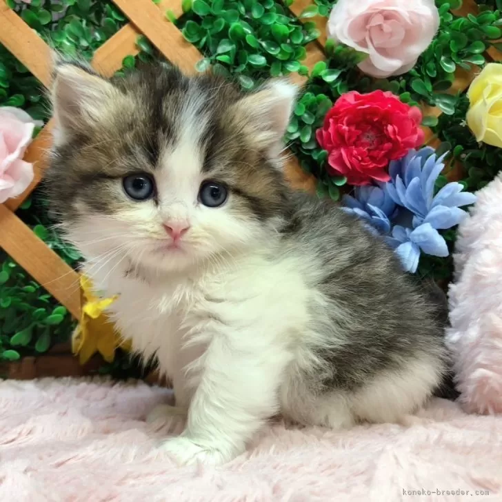 ID:2402-01340の子猫
