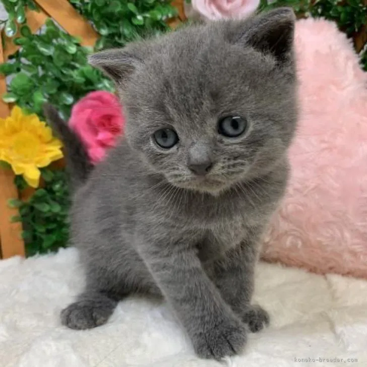 ID:2209-00154の子猫