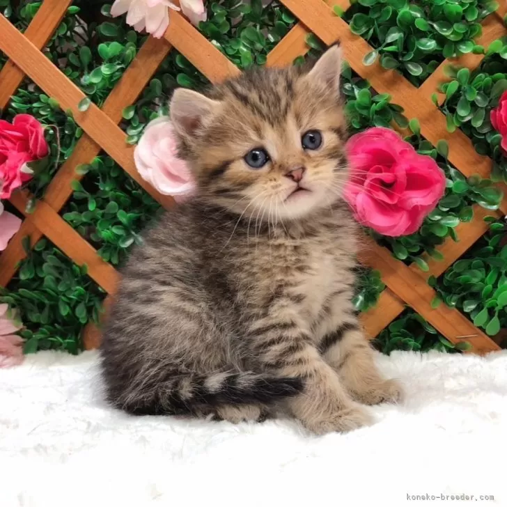 T.W 様のお迎えした子猫
