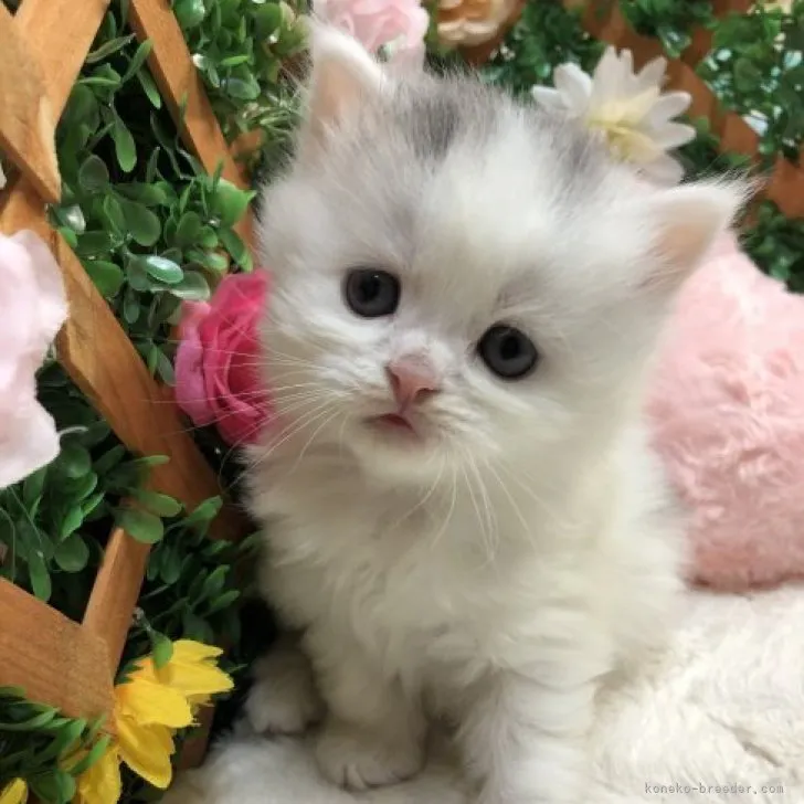 ID：2304-03010の子猫