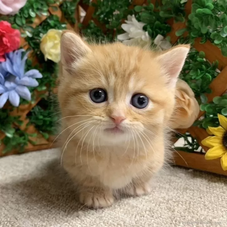 ID：2405-03132の子猫