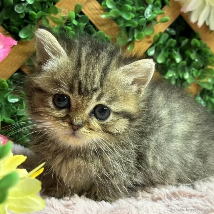 ID：2405-01819の子猫