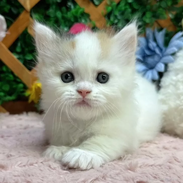 ID：2411-00205の子猫