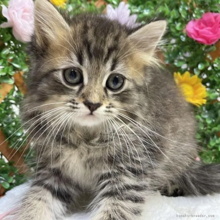 ID:2206-03079の子猫