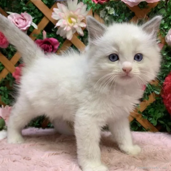 ID：2211-02383の子猫