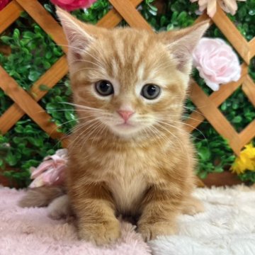 マンチカン(短足)【長野県・男の子・2024年10月14日・レッドタビー（ショート）】の写真「キリッとしたお目目がかっこいい男の子☺️」