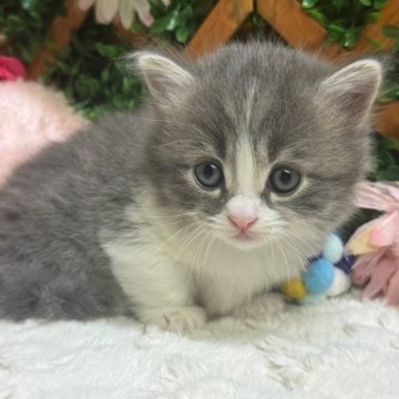 ミヌエット(短足)【長野県・男の子・2024年9月20日・ブルー&ホワイト（ミディアム）】の写真「短足がかわいい男の子☺️」