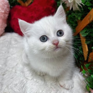 マンチカン(短足)【長野県・男の子・2024年9月24日・ホワイト（ショート）】の写真「短足がかわいい男の子☺️」