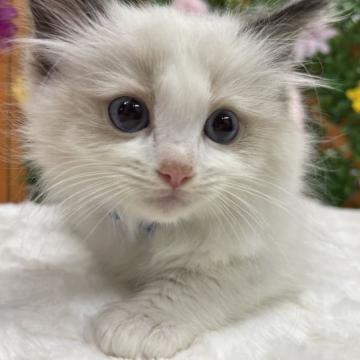 ラグドール【長野県・男の子・2022年4月28日・シールポイントバイカラー】の写真「大人しくて落ち着いた男の子♪」