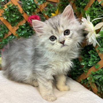 ミヌエット(長足)【長野県・女の子・2024年10月9日・シルバータビー（ミディアム）】の写真「とろんとした瞳の女の子」