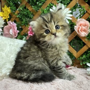 ペルシャ(チンチラ)【長野県・女の子・2023年7月4日・チンチラゴールデン】の写真「サマーセール🌺✨」