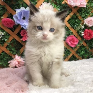 ラグドール【長野県・男の子・2023年2月7日・シールポイントバイカラー】の写真「春休みセール🌸落ち着いている男の子♪」