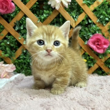 マンチカン(短足)【長野県・女の子・2024年5月21日・レッドタビー（ショート）】の写真「超足短の女の子☺️」