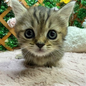 ミヌエット(短足)【長野県・男の子・2024年9月2日・ブラウンタビー（ショート）】の写真「マイペースな男の子☺️」