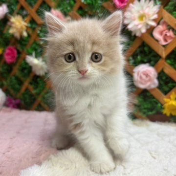スコティッシュフォールド(立ち耳)【長野県・女の子・2024年8月21日・クリーム&ホワイト（ミディアム）】の写真「毛色が綺麗な女の子です☺️」
