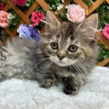 ミヌエット(短足)【長野県・女の子・2023年5月2日・ブラウンパッチドタビー】の写真「サマーセール🌺✨超足短の女の子😊」