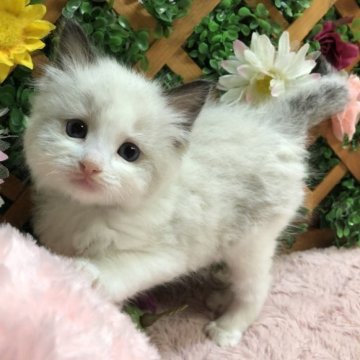 ラグドール【長野県・男の子・2023年4月25日・シールポイントバイカラー】の写真「サマーセール🌺✨人が好きな男の子😊」