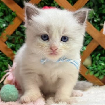 ラグドール【長野県・男の子・2024年10月9日・ブルーポイントバイカラー】の写真「つぶらな瞳がかわいい男の子です☺️」