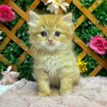 スコティッシュフォールド(立ち耳)【長野県・男の子・2024年5月16日・レッドタビー（ミディアム）】の写真「人懐っこい男の子☺️」