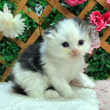 スコティッシュフォールド(折れ耳)【長野県・女の子・2023年11月26日・ブラウン&ホワイト（ミディアム）】の写真「美人な女の子☺️」