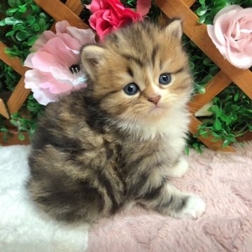 スコティッシュフォールド(立ち耳)【長野県・男の子・2023年11月26日・ブラウンタビー&ホワイト（ミディアム）】の写真「遊ぶの好きな男の子☺️」