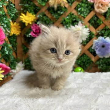 スコティッシュフォールド(立ち耳)【長野県・男の子・2023年10月26日・クリームタビー】の写真「ふわふわな男の子☺️」